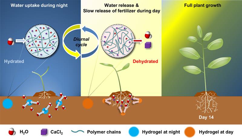 Self-Irrigation and Slow-Release Fertilizer Hydrogels for Sustainable Agriculture