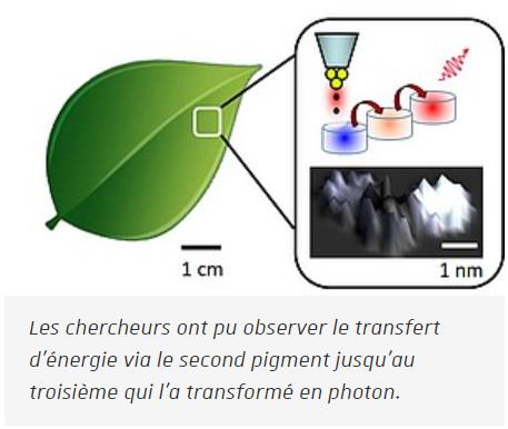 recherche.unistra.fr reproduire-le-transfert-denergie-dans-la-photosynthese.jpg