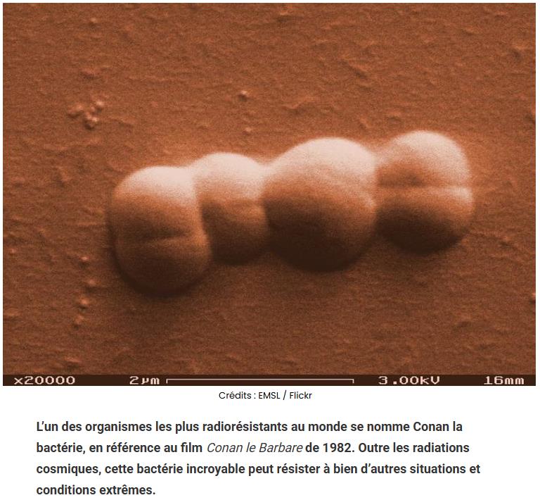 sciencepost - Voici l’histoire de Conan la bactérie, une des plus résistantes du monde !