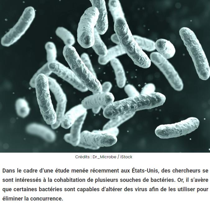 Des bactéries éliminent d’autres bactéries à l’aide de virus tueurs