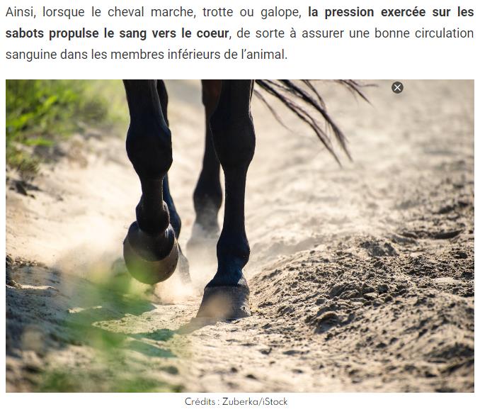 Ainsi, lorsque le cheval marche, trotte ou galope, la pression exercée sur les sabots propulse le sang vers le coeur, de sorte à assurer une bonne circulation sanguine dans les membres inférieurs de l’animal.