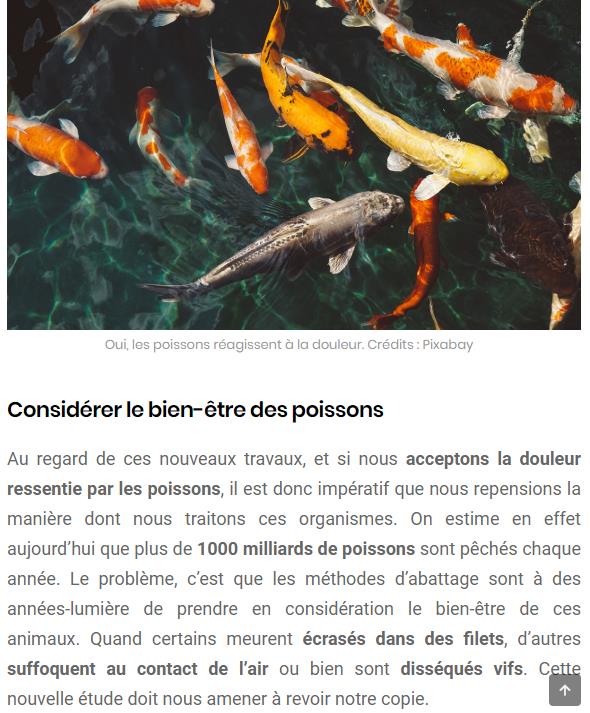 sciencepost.fr les-poissons-ressentent-ils-la-douleur.jpg