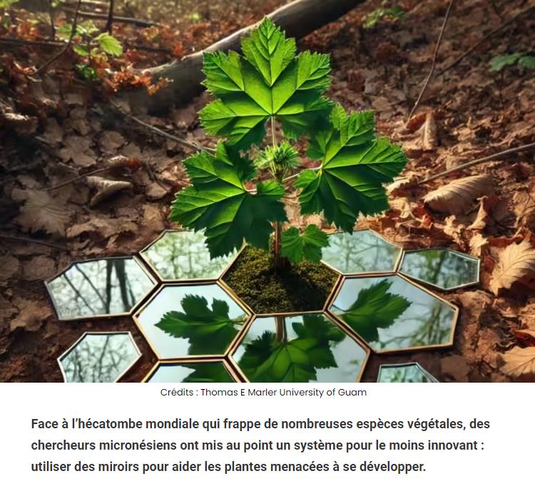 sciencepost - Des miroirs pour sauver des plantes menacées