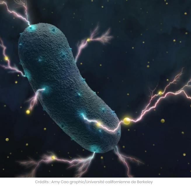 sciencepost.fr une-bacterie-intestinale-est-capable-de-produire-de-lelectricite.jpg