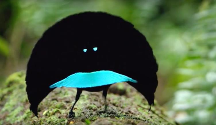sciencepost.fr une-nouvelle-espece-doiseaux-aux-plumes-super-noires-decouverte-ses-plumes-absorbent-jusqua-9995-de-la-lumiere.jpg