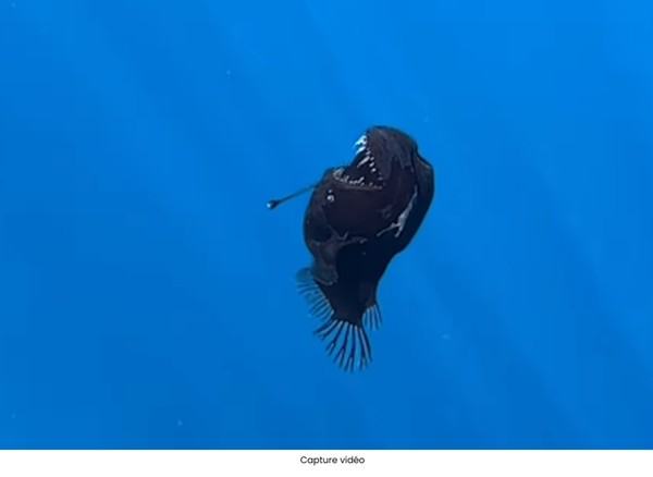 sciencepost - Vidéo – Une apparition rare : un diable noir des abysses observé en plein jour au large de Tenerife