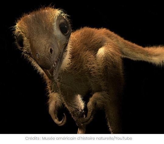 sciencepost.fr voici-a-quoi-ressemblait-veritablement-un-bebe-t-rex.jpg