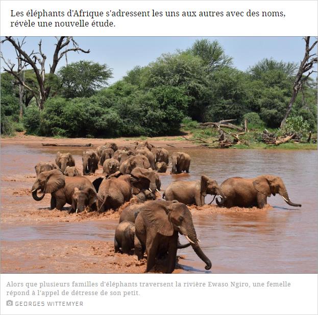 Les éléphants d'Afrique s'adressent les uns aux autres avec des noms, révèle une nouvelle étude.