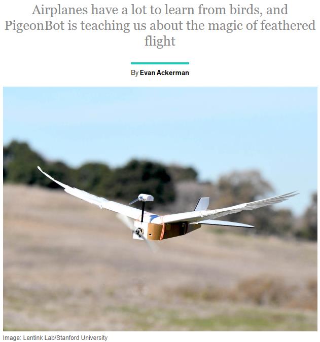 spectrum.ieee.org pigeonbot-uses-real-feathers-to-explore-how-birds-fly.jpg