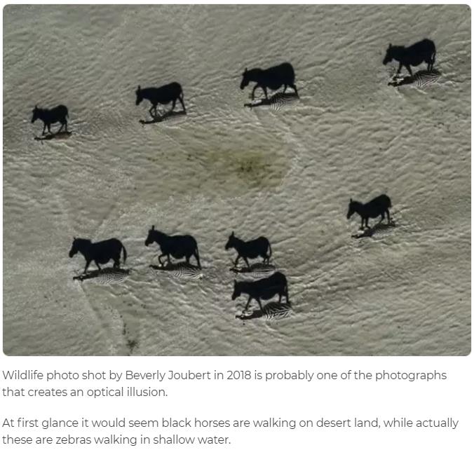 At first glance it would seem black horses are walking on desert land, while actually these are zebras walking in shallow water.

