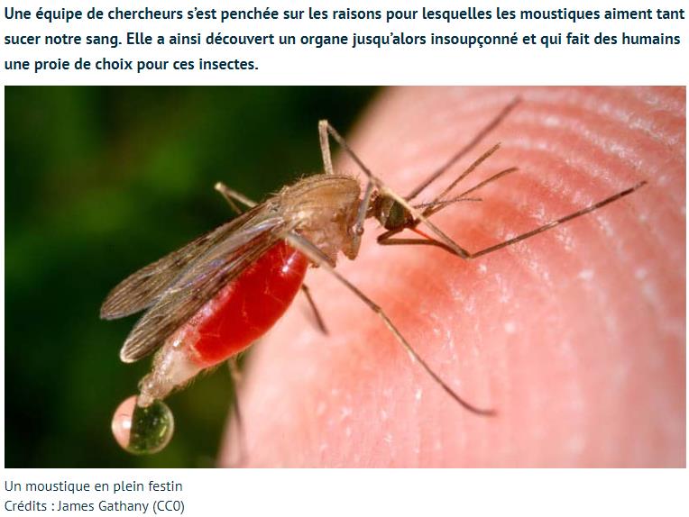 tomsguide.fr pourquoi-les-moustiques-sucent-ils-votre-sang-les-scientifiques-ont-enfin-la-reponse.jpg