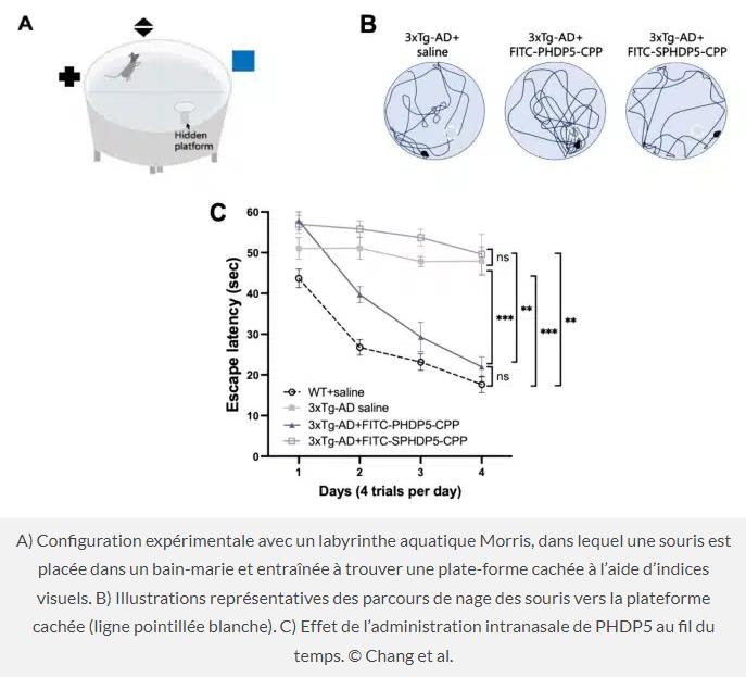 Alzheimer : un nouveau traitement inverse les dommages aux synapses chez les souris