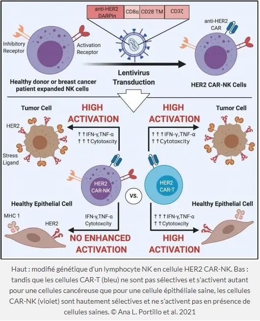 trustmyscience.com cellules-genetiquement-modifiees-attaquent-tumeurs-epargnant-cellules-saines.jpg
