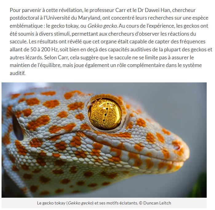 trustmyscience - Le gecko tokay a une oreille plus plus qui peut aussi entendre les fréquences allant de 50 à 200 Hz