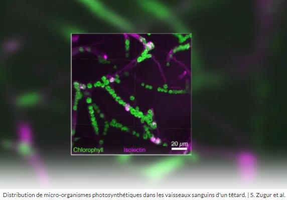 trustmyscience.com micro-algues-capables-relancer-activite-cerebrale-en-cas-hypoxie.jpg