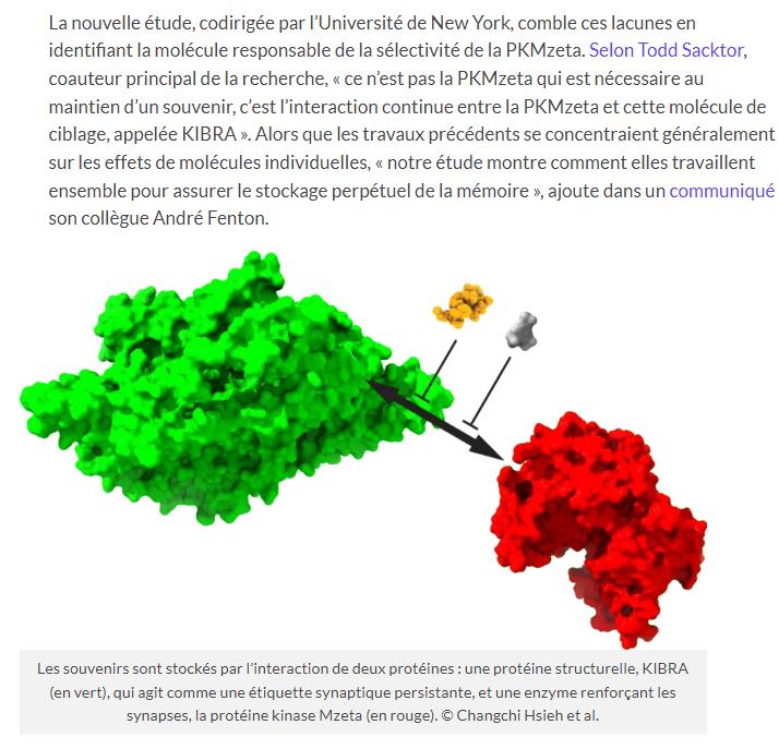 trustmyscience - Cerveau : découverte d’une molécule agissant comme une colle « cimentant » les souvenirs à long terme