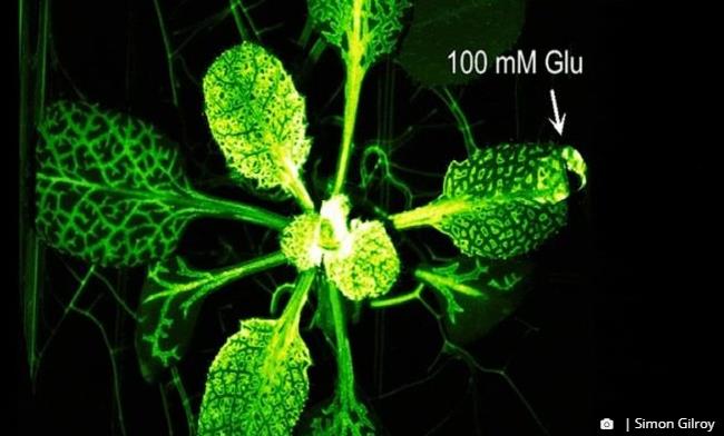 trustmyscience.com plantes-possedent-voie-signalisation-similaire-systeme-nerveux-animal.jpg