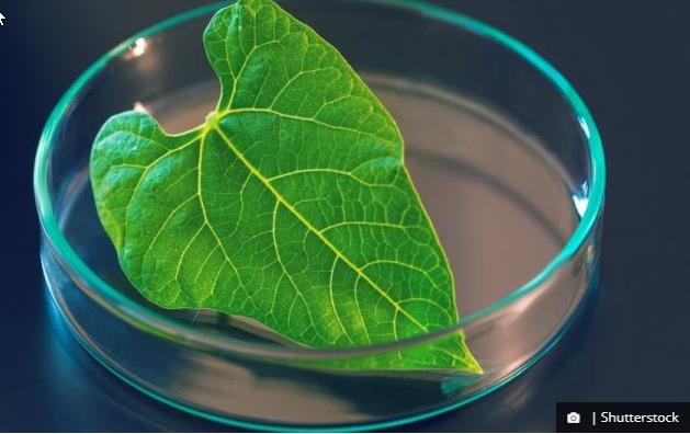 trustmyscience.com probleme-photosynthese-photorespiration-stimuler-calories-pousse-plante.jpg
