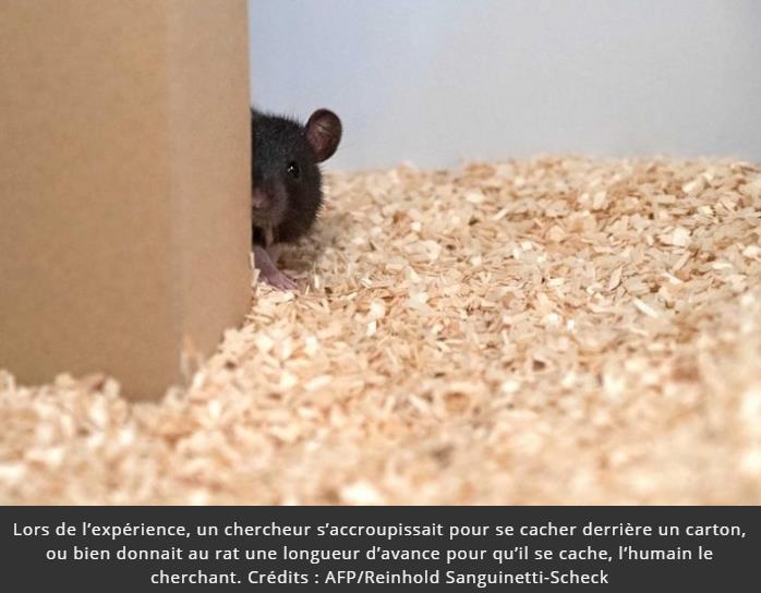 trustmyscience.com scientifiques-appris-rats-jouer-cache-cache-litteralement-sauter-joie.jpg