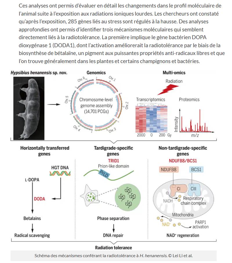 Les secrets de la résistance des tardigrades aux radiations extrêmes enfin révélés
