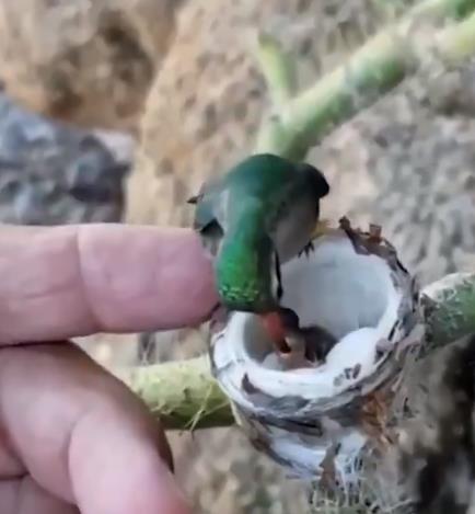 twitter.com Norbert vous explique - Une maman colibri qui nourrit ses oisillons.jpg