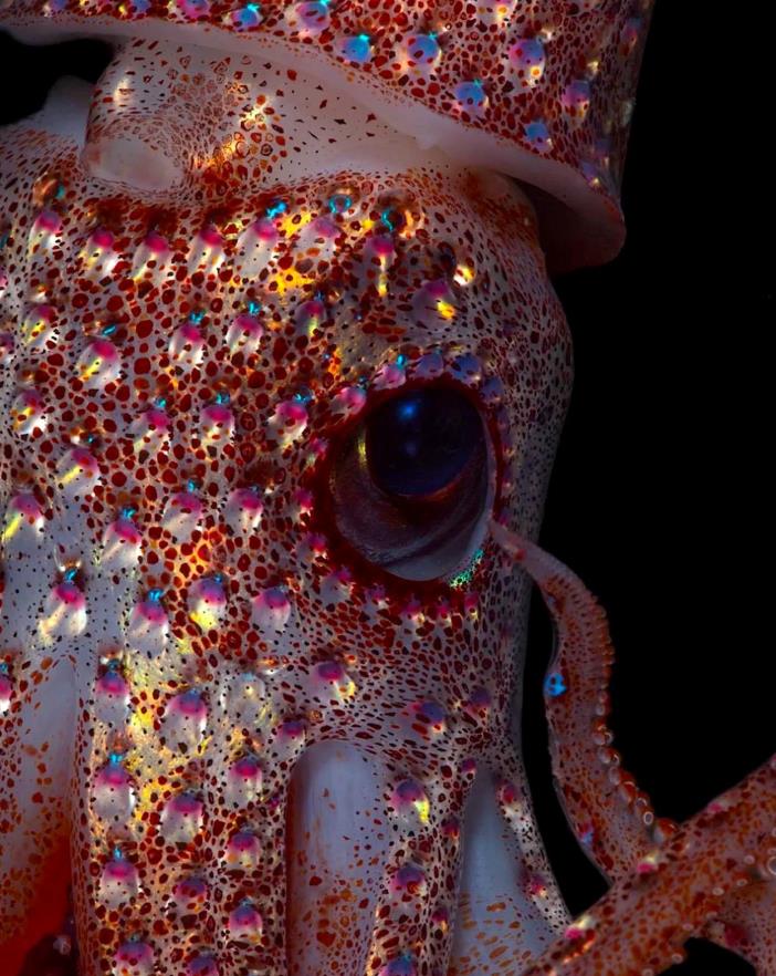 twitter.com TrustMyScience Srawberry squid calmar fraise.jpg
