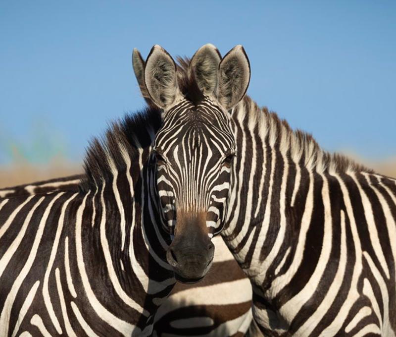 twitter.com saroshlodhi Which zebra is in front.jpg