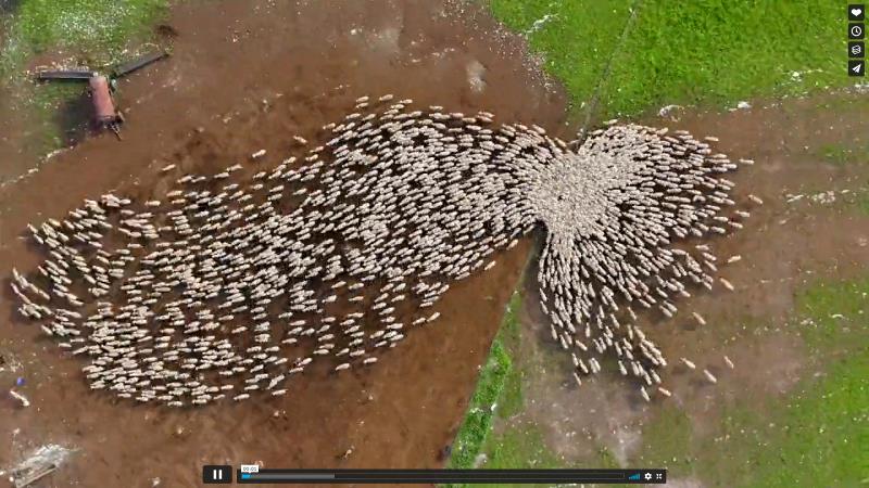 vimeo.com Aerial Sheep Herding in Yokneam.jpg