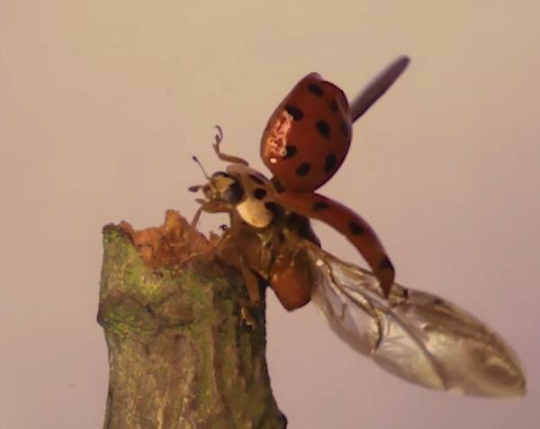 youtube.com Another Perspective - Insects in Flight - Ladybug in SLOW MOTION.jpg