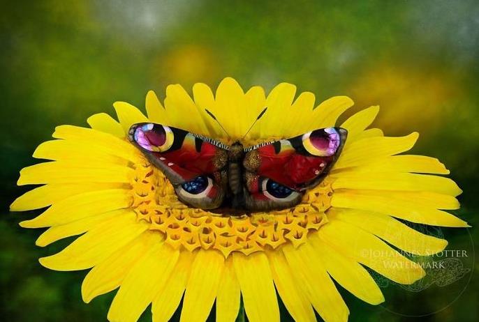 youtube.com Bodypaint Illusion - Butterfly by Johannes Stötter.jpg