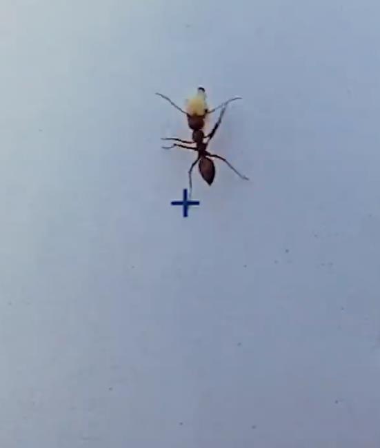youtube.com CNRS Lejournal - Les fourmis se mettent au parkour.jpg