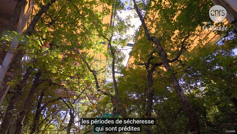 Les arbres du futur | Reportage CNRS
