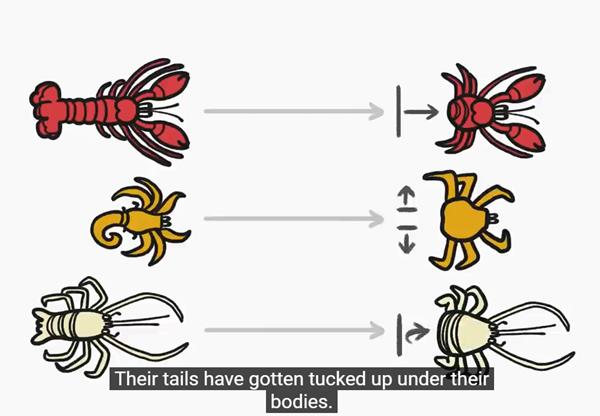 Many crustaceans from all sorts of starting points evolve to end up looking similar, likely due to outside pressures. That’s sort of like what happens with YouTube videos.