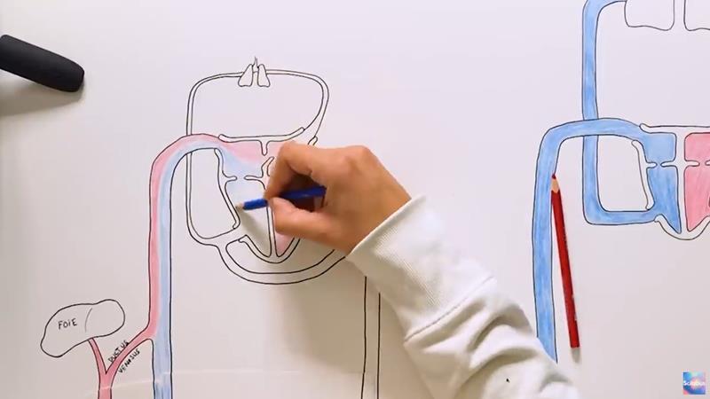 Scilabus - Comment bébé respire dans le ventre de maman