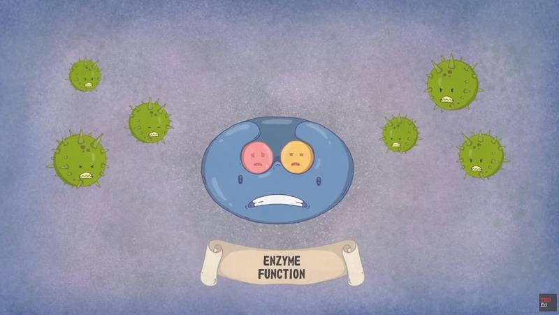 TED-Ed - This mushroom will kill you before you know what’s happening - Michael Beug