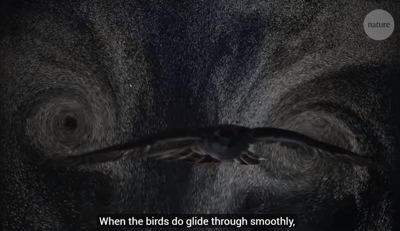 youtube.com nature video - Birds gliding through bubbles reveal aerodynamic trick.jpg